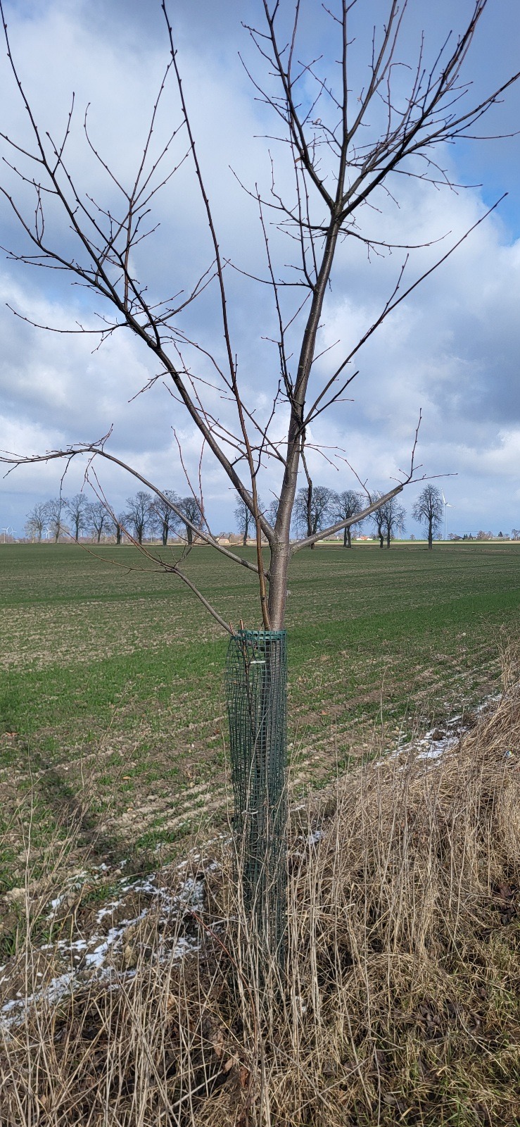 Pielęgnujemy drzewa posadzone w pasach drogowych