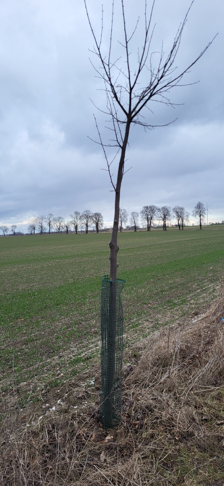 Młode drzewko bez liści, zabezpieczone siatką ochronną, posadzone na polu uprawnym w pochmurny dzień. W tle widoczny rząd drzew.