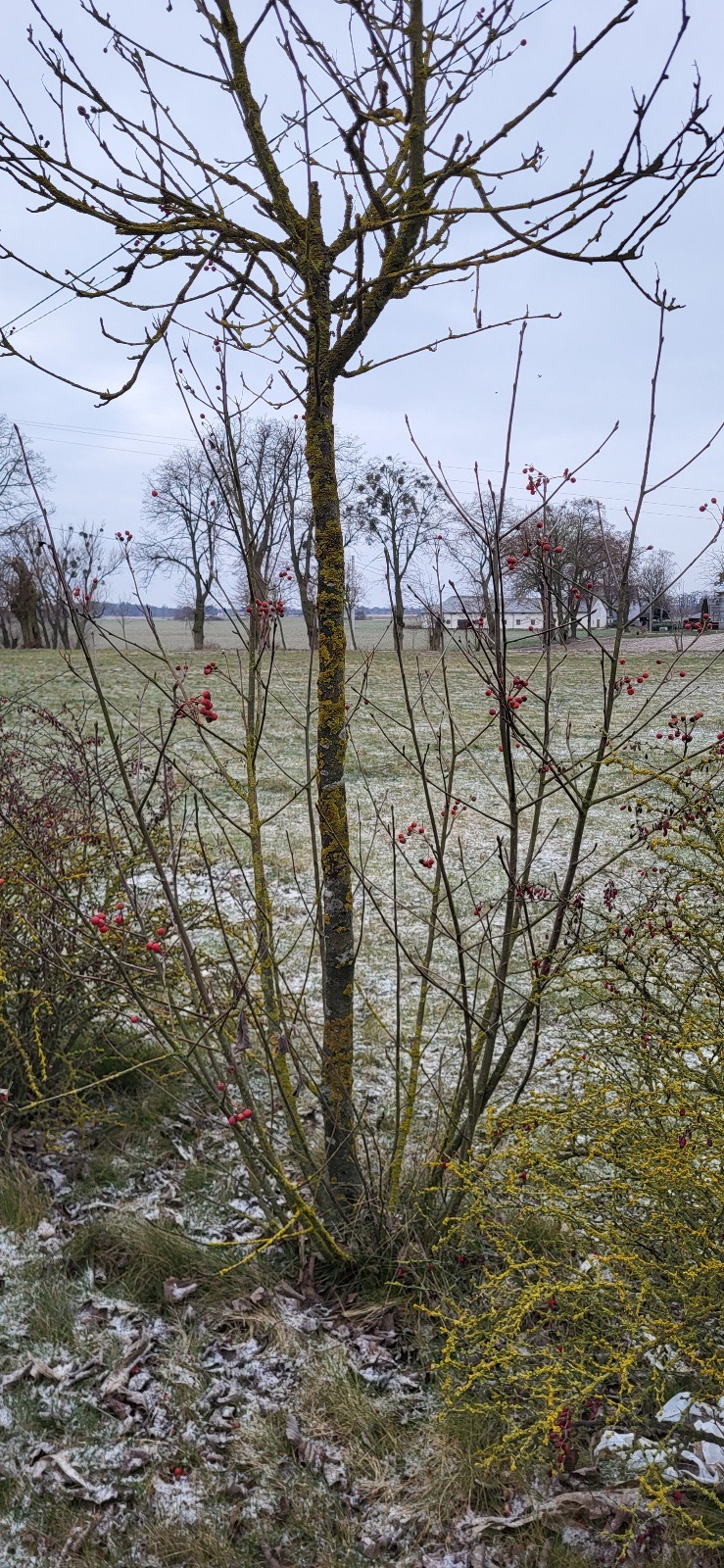 Drzewo z czerwonymi owocami i mchem na pniu w zimowym krajobrazie z lekko ośnieżonym polem w tle.