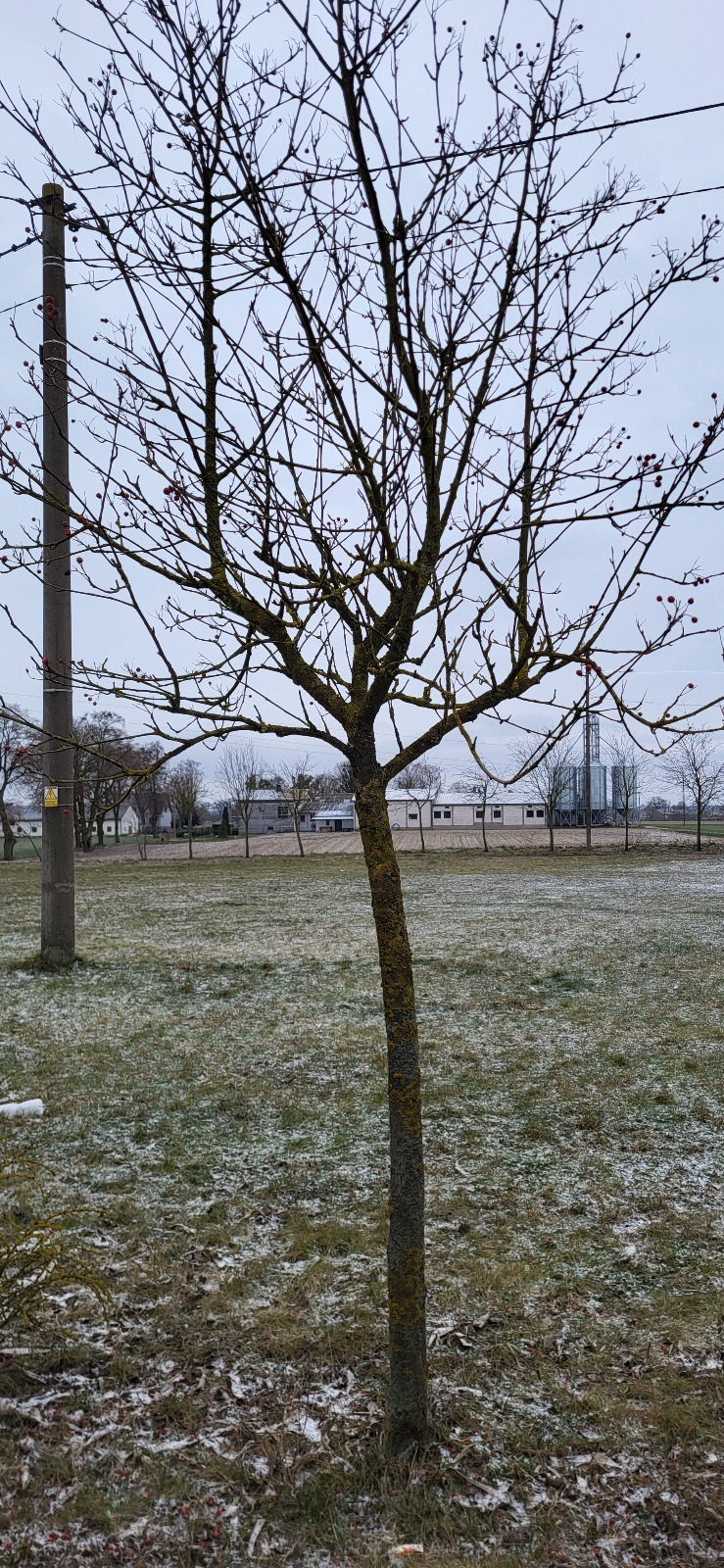 Młode drzewo z kilkoma czerwonymi owocami na tle zimowego krajobrazu z budynkami gospodarczymi i słupem energetycznym.