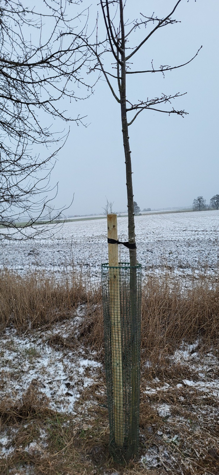 Pielęgnujemy drzewa w pasie drogowym, przycięte, nowy palik plus siatka