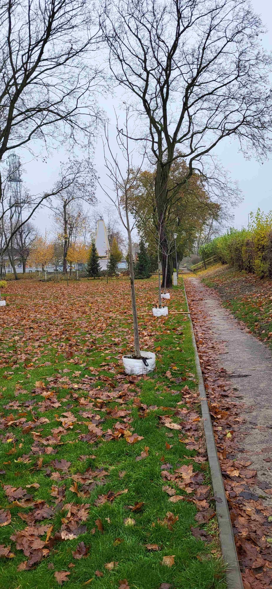 Realizacja nasadzeń w parku miejskim