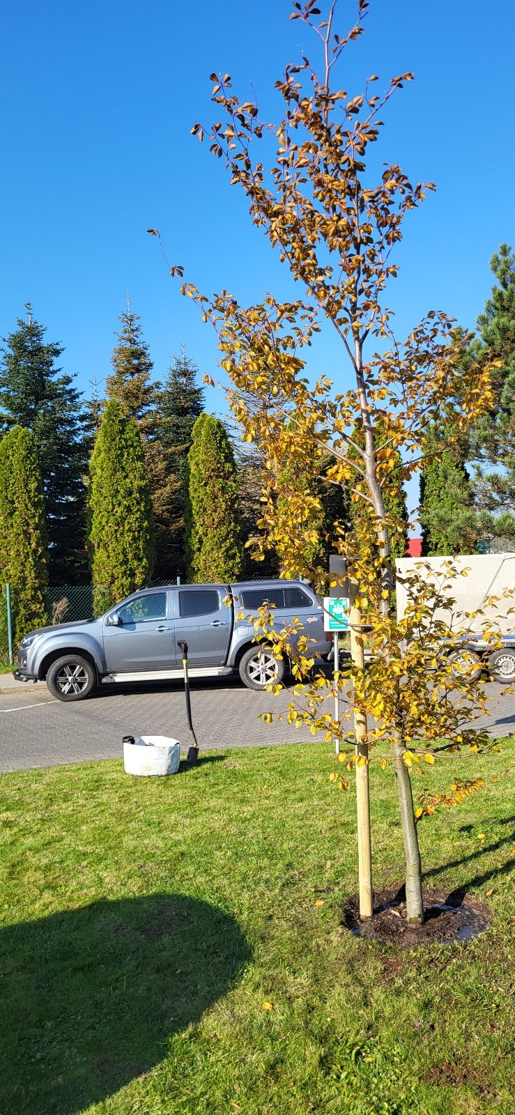 Młode drzewo z brązowiejącymi liśćmi, świeżo posadzone i zabezpieczone drewnianymi palikami, obok stoi szary pick-up, wiadro i szpadel na trawniku, w tle iglaki i błękitne niebo.