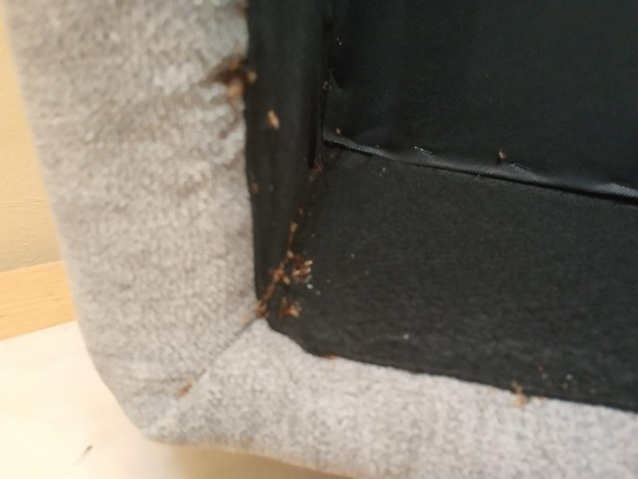 Narożnik tapicerowanego mebla z widocznymi śladami obecności insektów, prawdopodobnie pluskiew, w szparach i na powierzchni materiału.