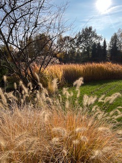 Jesienny krajobraz z ozdobnymi trawami w odcieniach złota i beżu, delikatnie kołyszącymi się na wietrze, na tle zielonego trawnika i drzew bez liści pod błękitnym niebem.