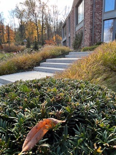 Nowoczesne schody prowadzące do domu, otoczone ozdobnymi trawami i niskimi krzewami iglastymi, z widocznym jesiennym lasem w tle.