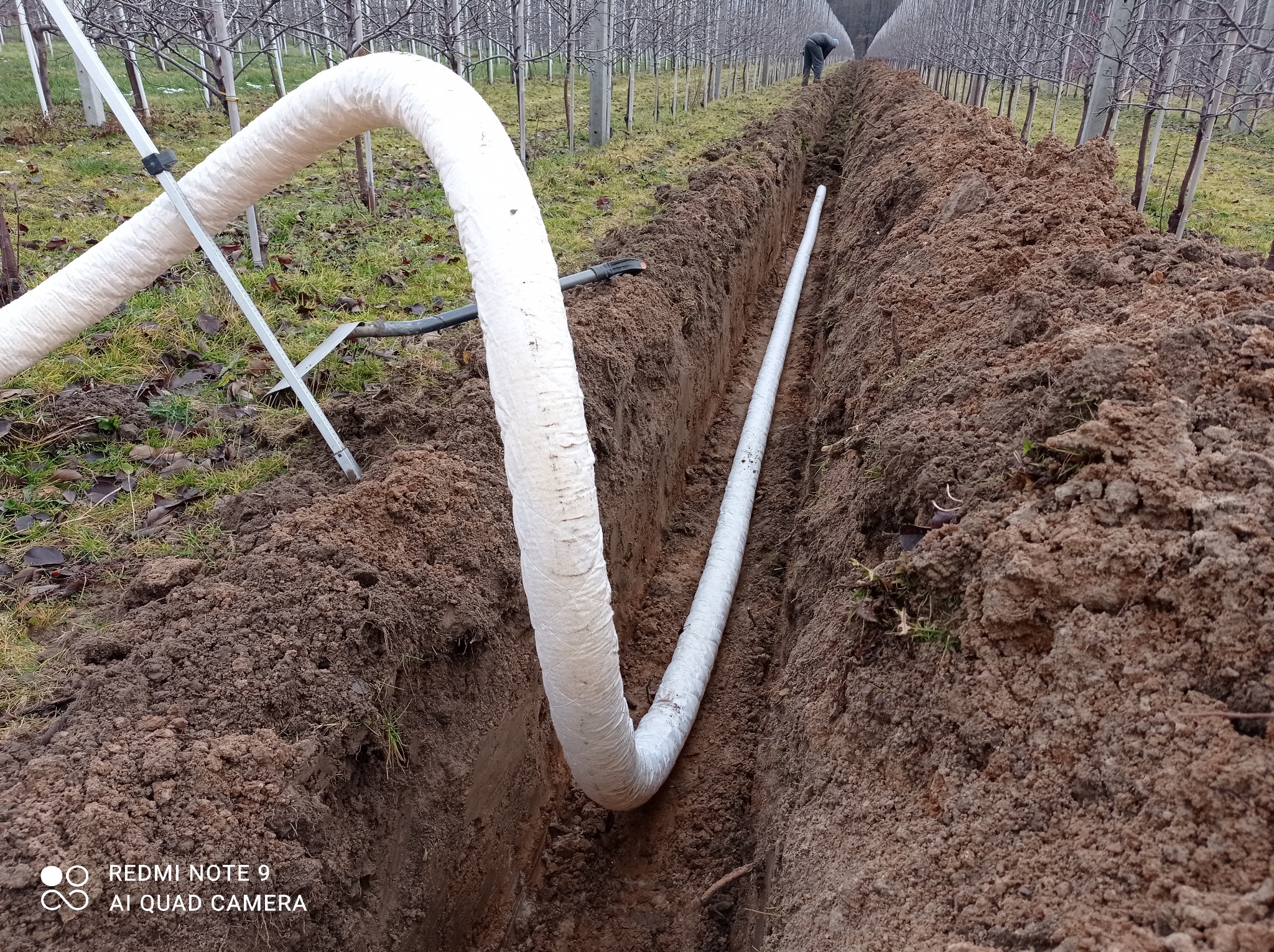 Wykopany rów w sadzie z ułożoną białą, owiniętą rurą drenażową, widoczny pracownik w oddali.