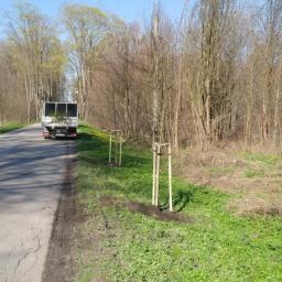 Pielęgnacja Terenów Zieleni - Świeżo posadzone drzewka przy drodze, zabezpieczone drewnianymi podporami, z widocznym samochodem dostawczym w tle i oświetleniem ulicznym.