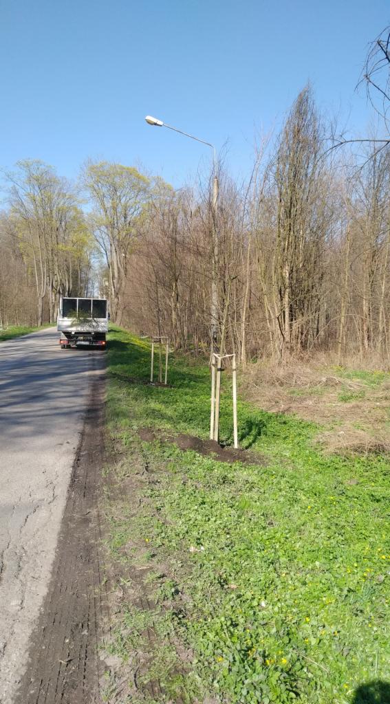 Świeżo posadzone drzewka przy drodze, zabezpieczone drewnianymi podporami, z widocznym samochodem dostawczym w tle i oświetleniem ulicznym.