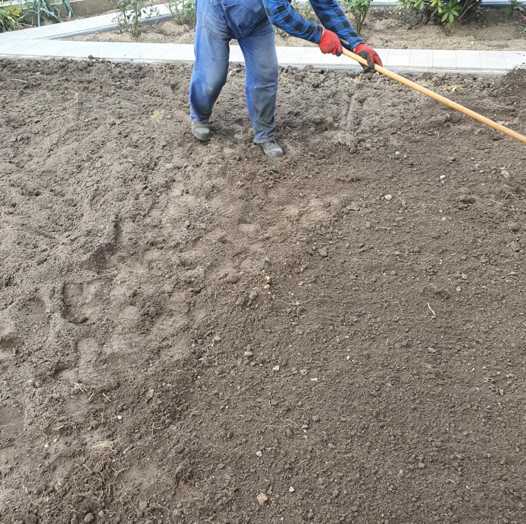 Przygotowywanie ziemi pod trawnik: ogrodnik w niebieskich jeansach i czerwonych rękawicach grabi ziemię, widoczne ślady stóp na ciemnej, wilgotnej glebie.