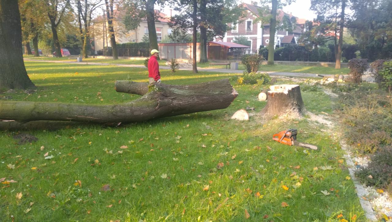 Ścięte drzewo w parku miejskim, widoczny pniak, leżący pień i pracownik w czerwonej bluzie oraz pomarańczowa piła łańcuchowa na trawie.