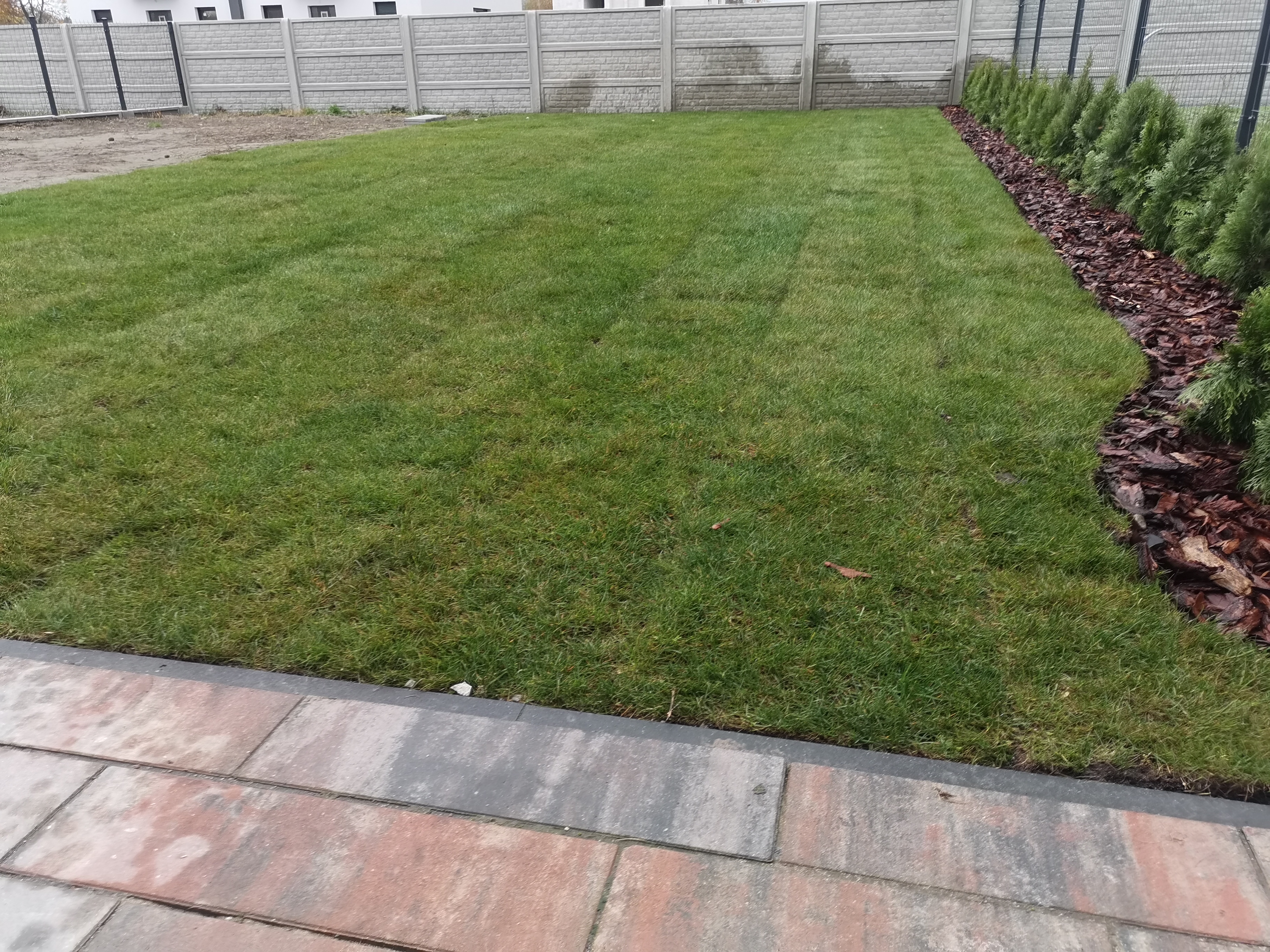 Świeżo założony trawnik z obrzeżem z kostki brukowej i rzędem tuj wysypanych korą, ogrodzenie panelowe w tle.