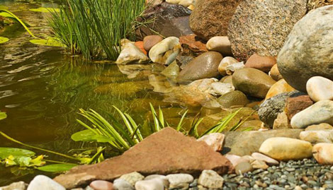 Oczko wodne z kamieniami różnej wielkości i roślinnością wodną, widoczne odbicia w tafli wody.