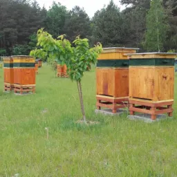 Ustawione w rzędach ule na łące z młodymi drzewkami, niektóre ule pomalowane w różne kolory, w tle las.