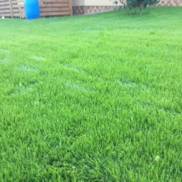 Soczysta, intensywnie zielona murawa z bliska, z widocznym fragmentem budynku i niebieskim zbiornikiem w tle.