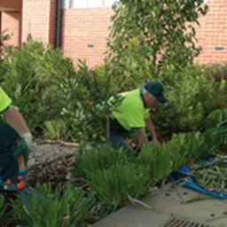 Trzech mężczyzn w odblaskowych koszulkach i czapkach pracuje w ogrodzie: jeden przycina krzewy sekatorem, drugi grabi ścięte gałęzie, trzeci pochyla się nad roślinami. Tło stanowi ceglany budynek.