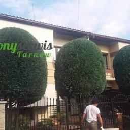 Zielony Serwis - Trzy równo przystrzyżone drzewa w kształcie kuli przed budynkiem, widoczny pracownik w tle i logo firmy na jednym z drzew.