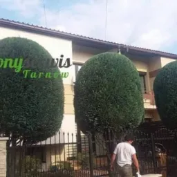 Trzy równo przystrzyżone drzewa w kształcie kuli przed budynkiem, widoczny pracownik w tle i logo firmy na jednym z drzew.