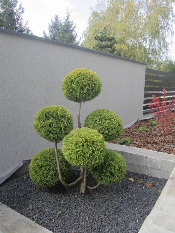 Formowane drzewko iglaste z kulistymi koronami, wysypane czarnym grysem, na tle szarego muru i drewnianego płotu.