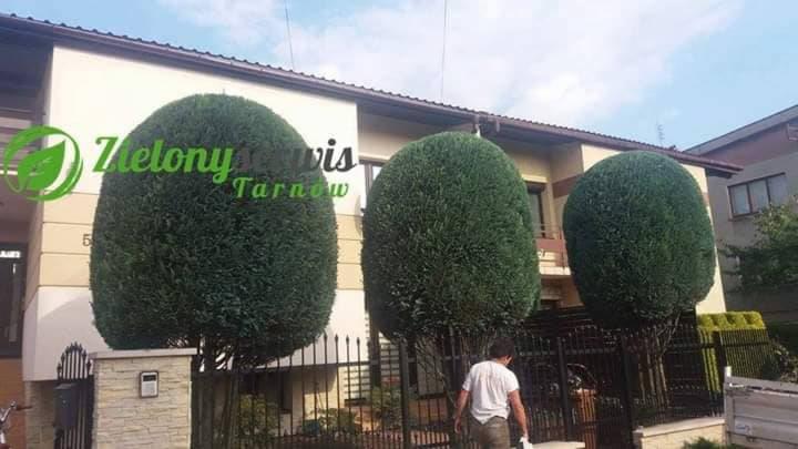 Trzy równo przystrzyżone drzewa w kształcie kuli przed budynkiem, widoczny pracownik w tle i logo firmy na jednym z drzew.