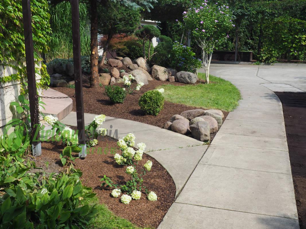 Kaskadowy ogród z hydrangeami, kamieniami i korą drzewną wzdłuż betonowego chodnika, z elementami drewnianej konstrukcji widocznymi w lewym rogu.