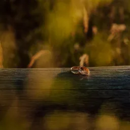 Dwa złote pierścionki ślubne leżące na szorstkiej, drewnianej belce z widocznym sękiem, na tle rozmytej zieleni i brązów trawy.