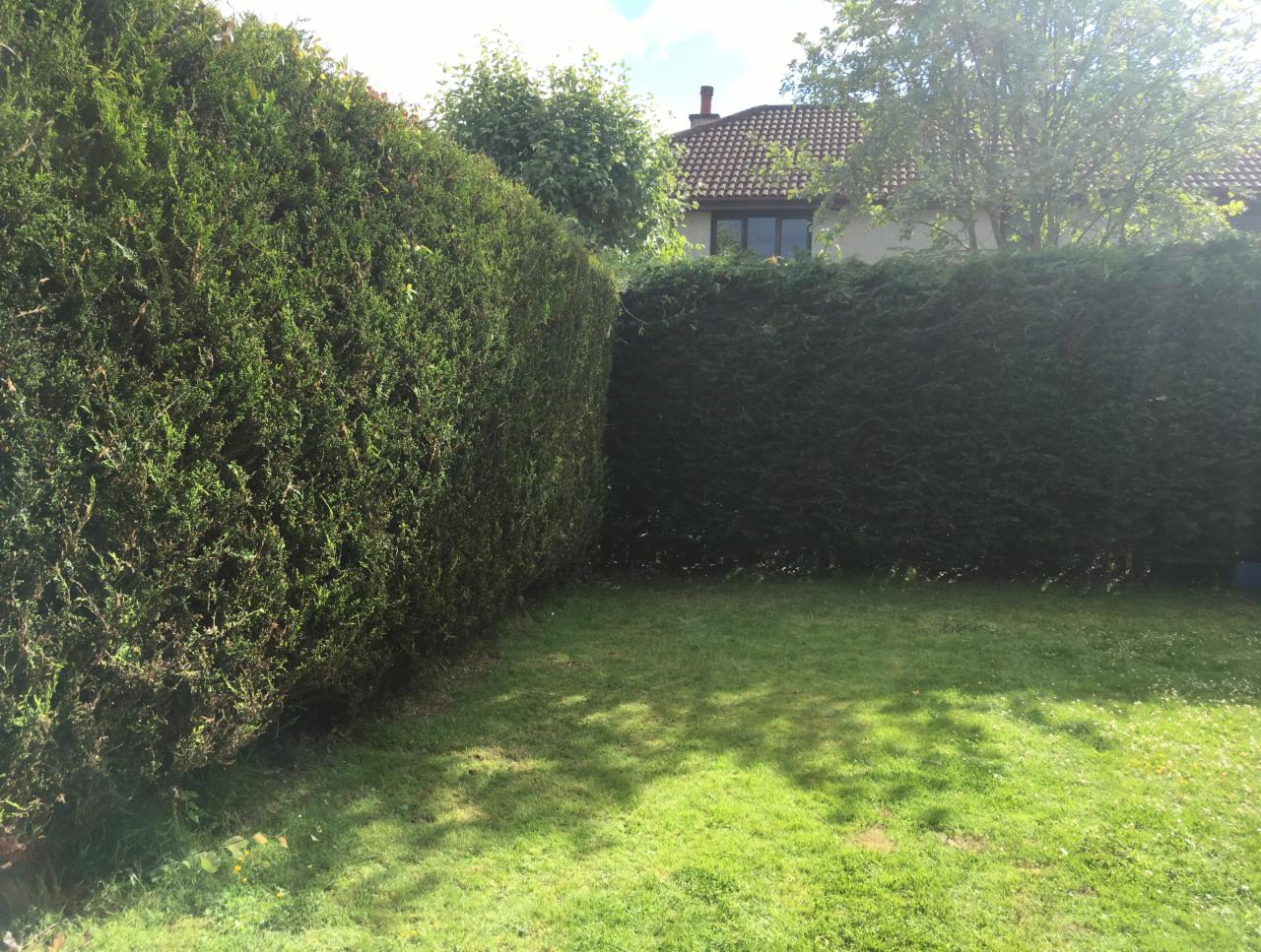 Starannie przycięty, wysoki żywopłot z iglaków, oddzielający trawnik od sąsiedniej posesji z widocznym domem w tle.