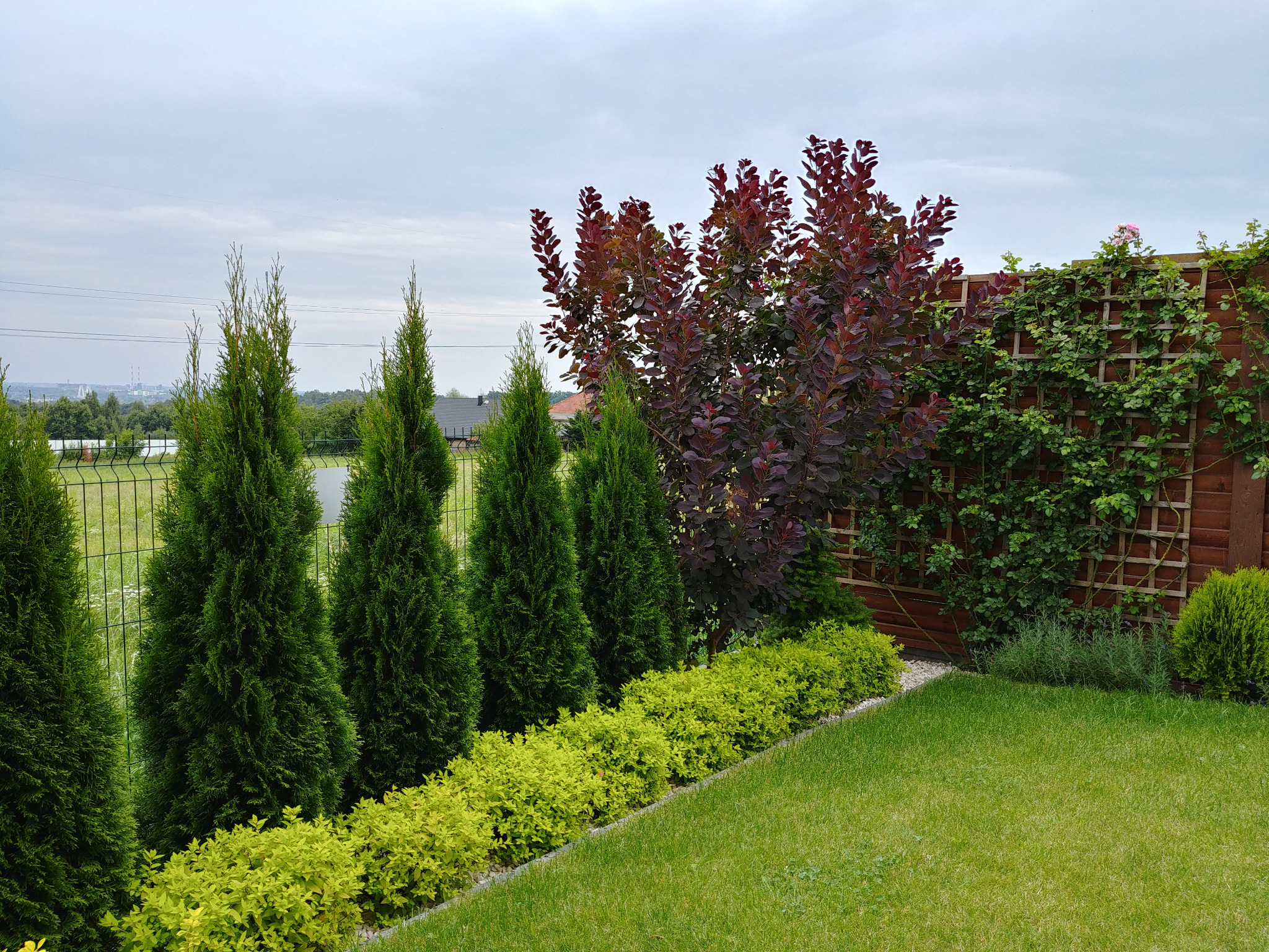 Starannie utrzymany ogród z rzędem zielonych cyprysików i niskich, żółtozielonych krzewów, z drzewem o purpurowych liściach w tle oraz drewnianą kratką obsadzoną pnączem.