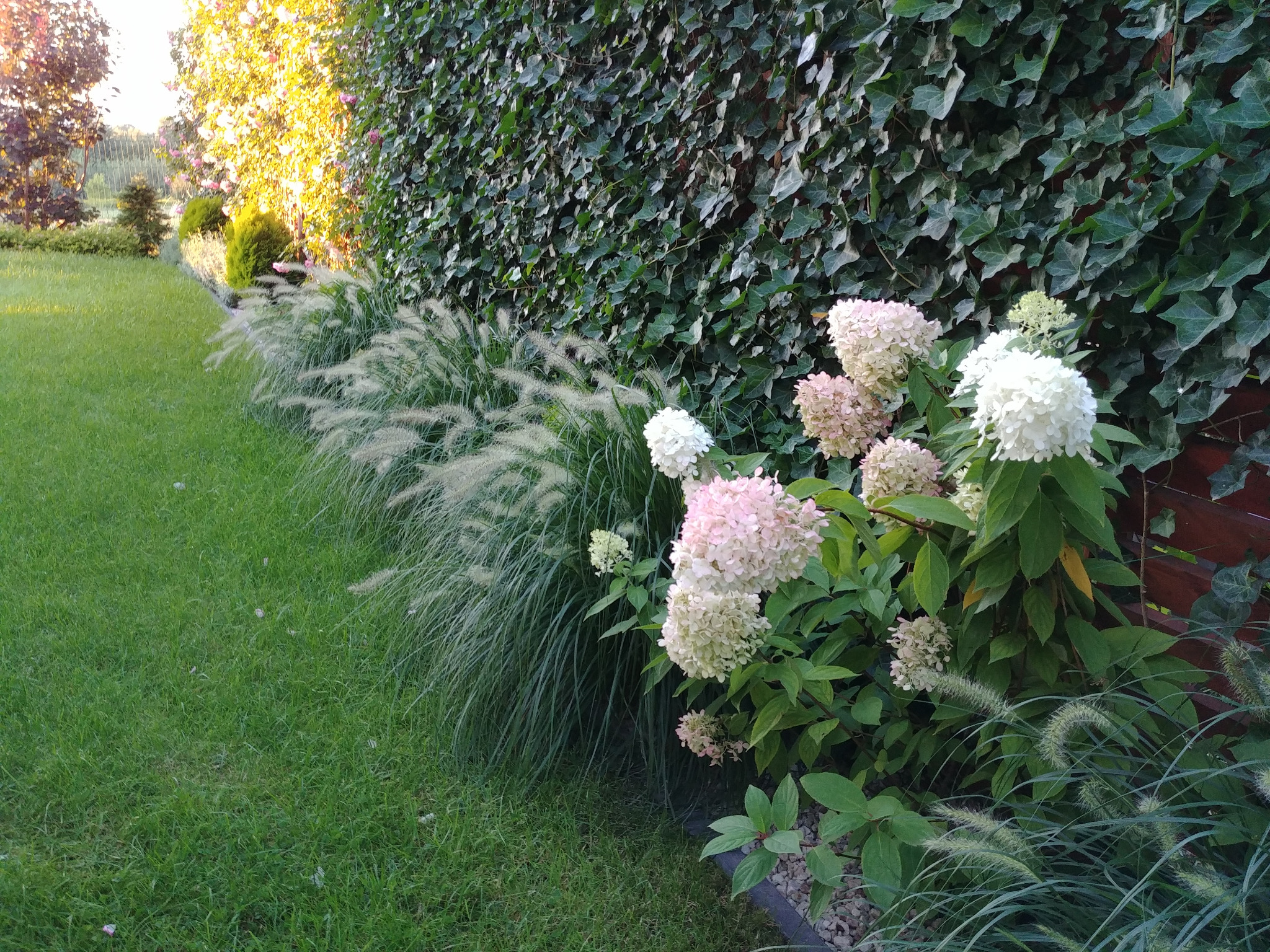 Kwitnące hortensje w odcieniach bieli i delikatnego różu, posadzone wzdłuż ściany porośniętej bluszczem, z ozdobnymi trawami i równo przystrzyżonym trawnikiem w tle.