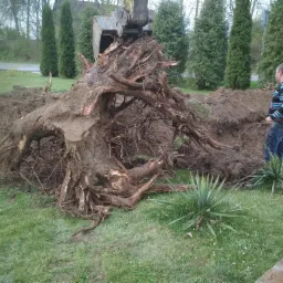 Wyciągnięty korzeń drzewa z ziemi za pomocą koparki, obok stoi mężczyzna w niebiesko-białej bluzie w paski.