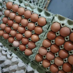 Kartonowe wytłaczanki wypełnione brązowymi jajami, ułożone warstwami, widoczne pojedyncze jaśniejsze sztuki.