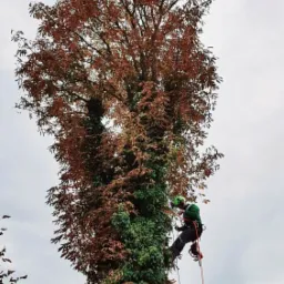 Arborysta na linie, w trakcie pracy na wysokim drzewie porośniętym bluszczem, widoczne liny i sprzęt alpinistyczny, w tle budynki z czerwonymi dachami.
