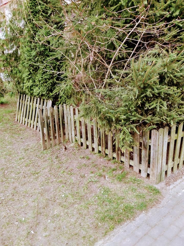 Niski, drewniany płotek z przerwami, otoczony iglakami i młodymi drzewami, z widocznym fragmentem chodnika.