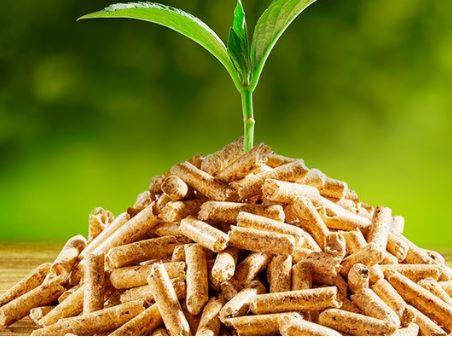 Góra pelletu drzewnego z wyrastającą młodą sadzonką na tle zieleni.