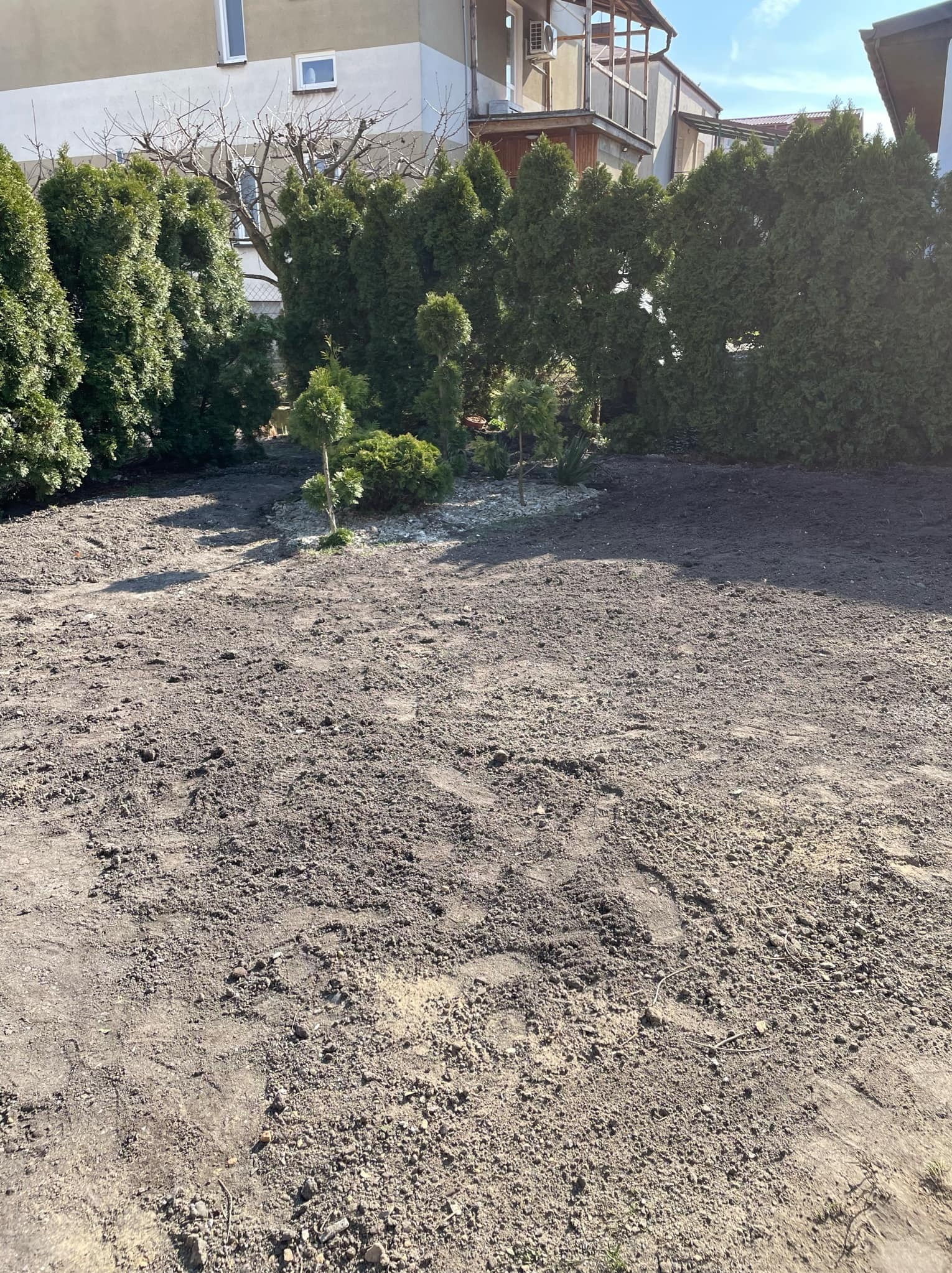 Przygotowany teren pod trawnik z rolki, widoczne drzewa iglaste w tle, wyrównana ziemia z widocznymi śladami po narzędziach.