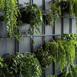 RICHTER Architekci - Ściana z roślin w doniczkach, tworząca zieloną kompozycję na tle ciemnej, metalowej kraty. Różne gatunki paproci i pnączy, oświetlone naturalnym światłem.