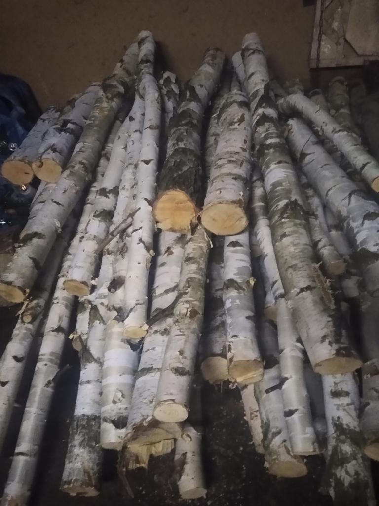 Stos pociętych, okorowanych pni brzozy, przygotowanych do sezonowania, z widocznymi jasnymi przekrojami.