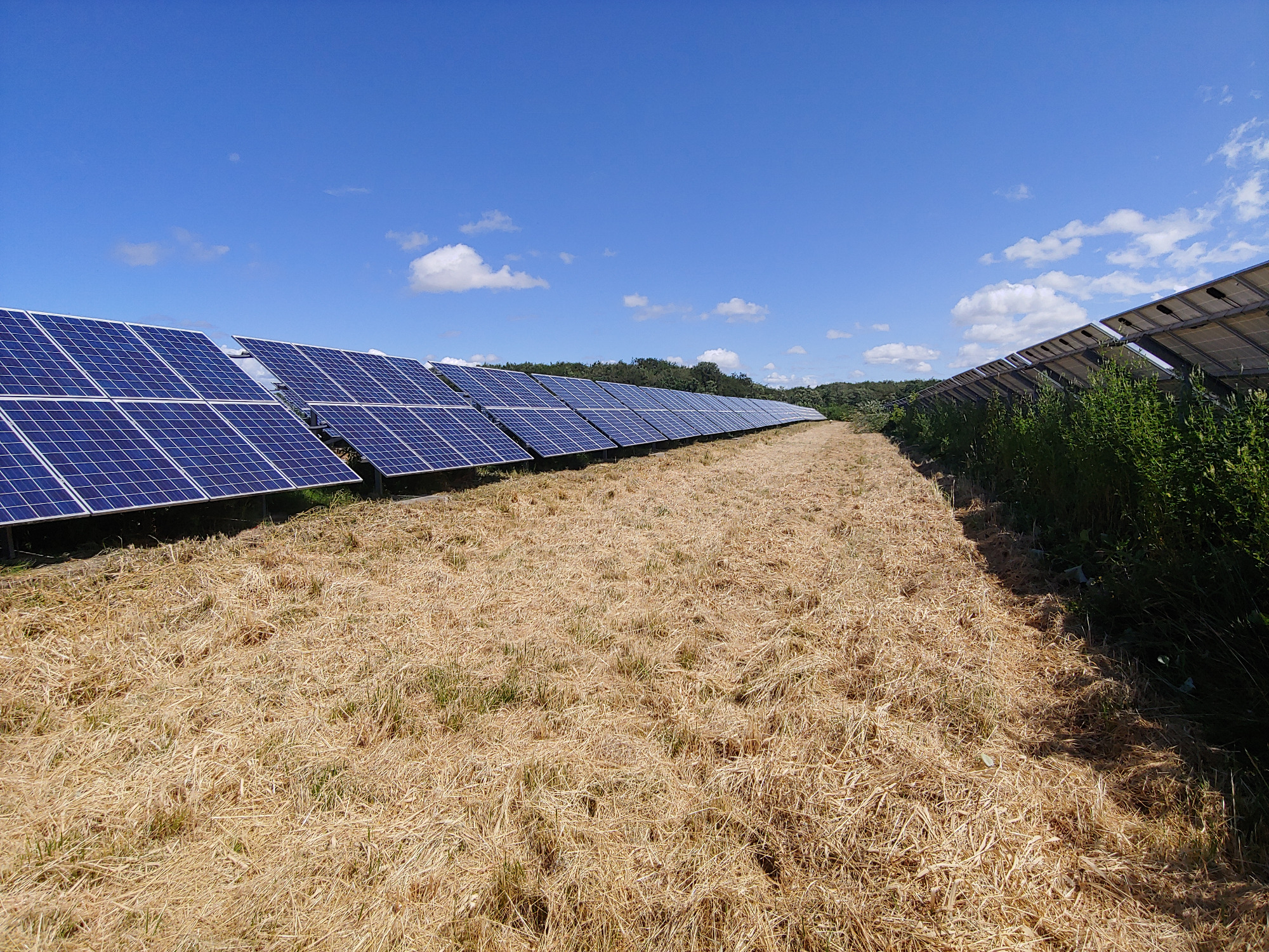 Rząd paneli słonecznych na polu ze ściętą trawą, błękitne niebo z chmurami w tle.