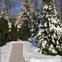 Zimowy krajobraz ogrodu z odśnieżoną ścieżką, iglaki obsypane śniegiem, w tle widoczny fragment budynku.