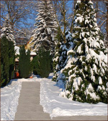 Zimowy krajobraz ogrodu z odśnieżoną ścieżką, iglaki obsypane śniegiem, w tle widoczny fragment budynku.