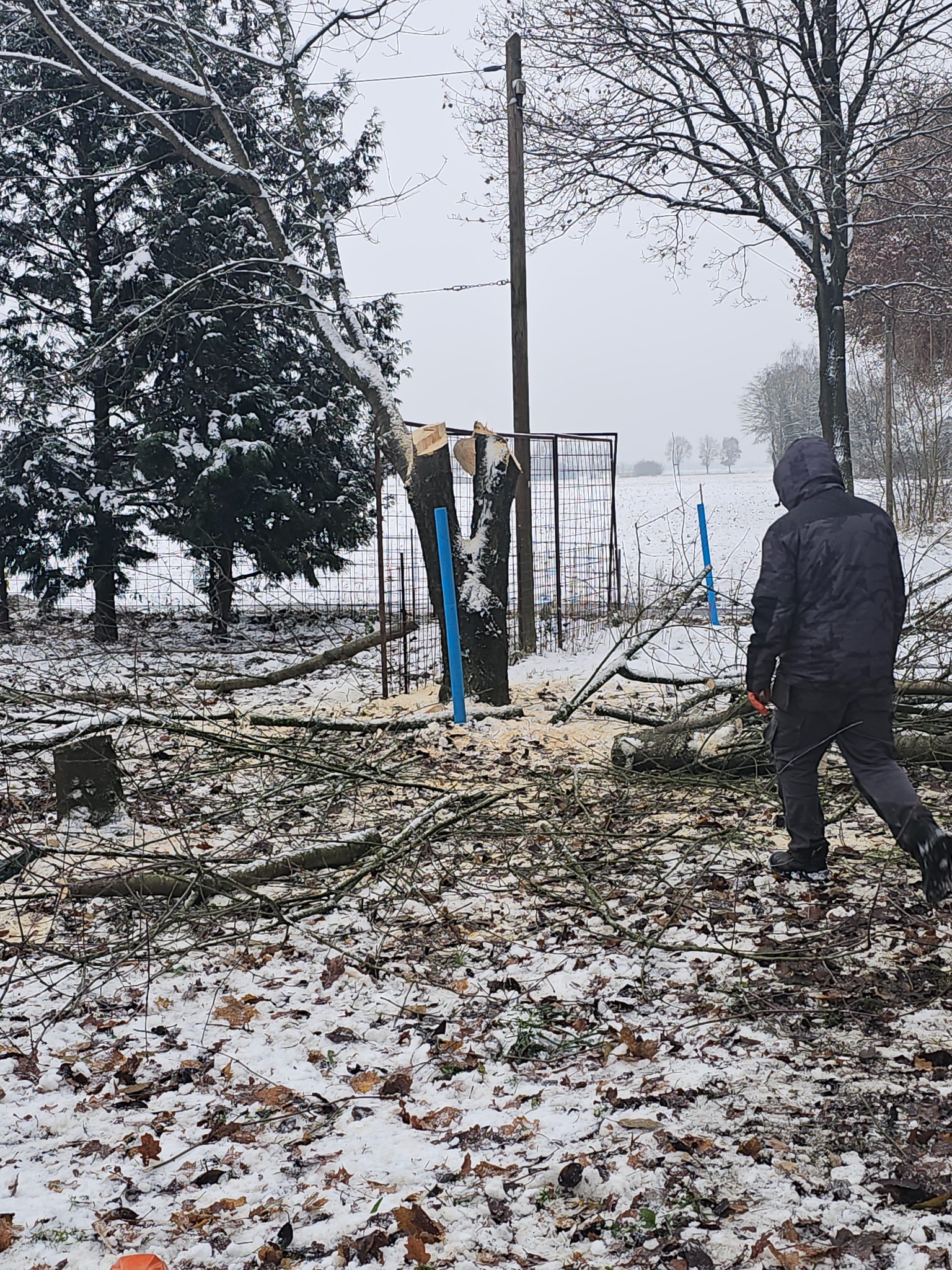 Mężczyzna w ciemnej kurtce i kapturze przechodzi obok pnia drzewa z niebieskimi wspornikami, po wycince, na ziemi leżą gałęzie i wióry, w tle ogrodzenie z siatki i zaśnieżone pole, zimowy krajobraz.