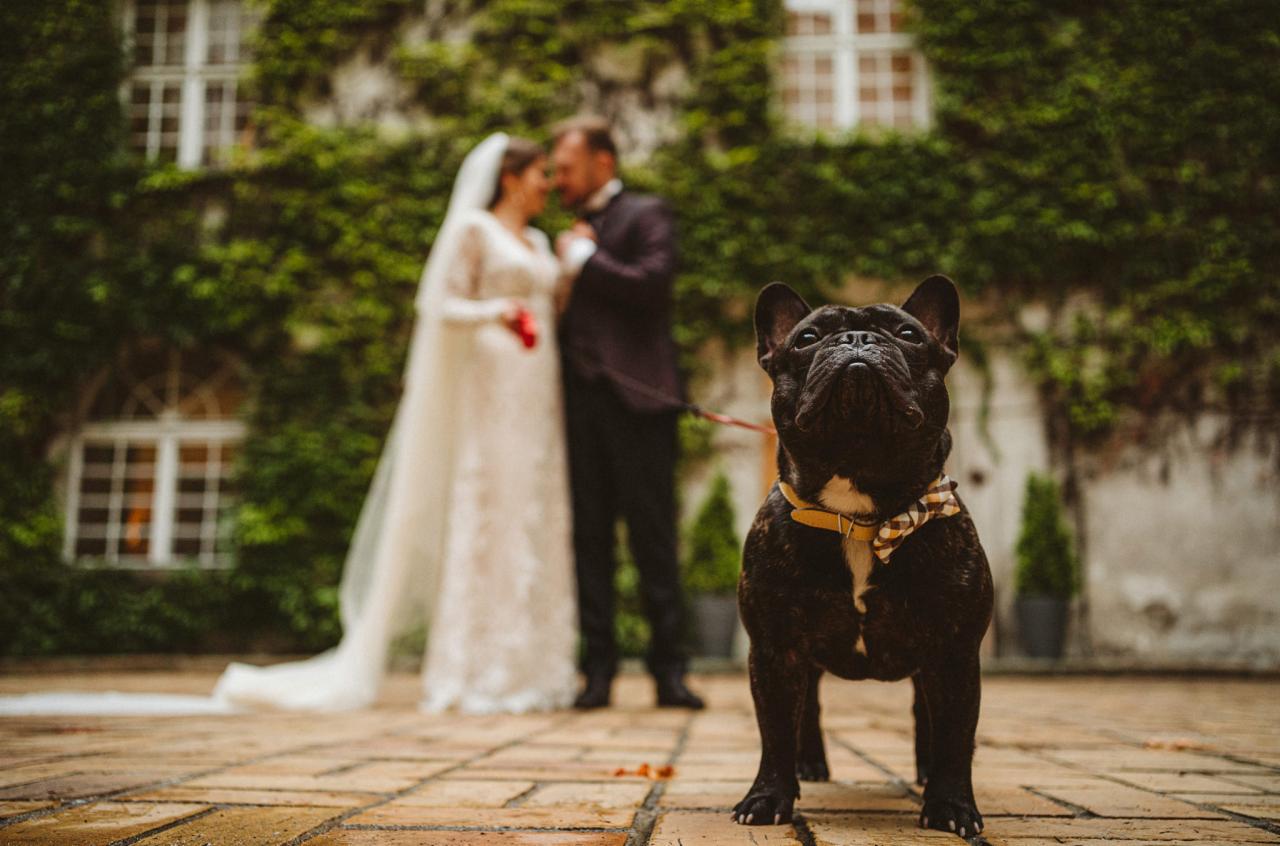 Czarny buldog francuski z muszką pozuje na pierwszym planie, w tle para młoda przed budynkiem porośniętym bluszczem.