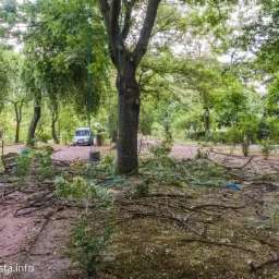 Pielęgnacja jesionu wyniosłego.