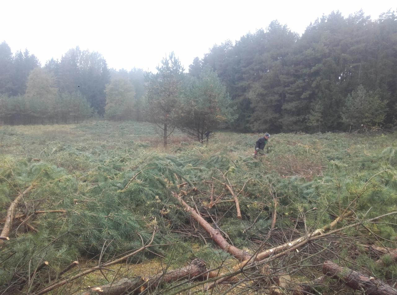 Leśna polana po wycince gałęzi drzew iglastych, widoczny pracownik z piłą łańcuchową na tle drzew w pochmurny dzień.