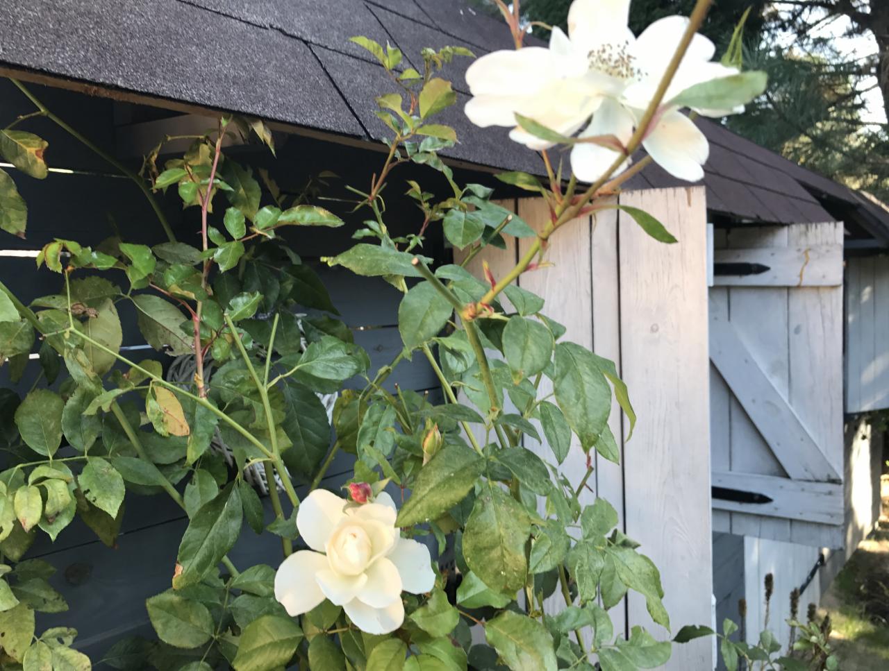 Kwitnąca biała róża pnąca się po szarej drewnianej konstrukcji z ciemnym dachem, widoczne zawiasy na drzwiach.