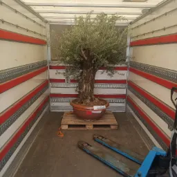 Drzewko oliwne w donicy, zabezpieczone na palecie wewnątrz przestrzeni ładunkowej busa. W tle widoczne ściany z mocowaniami i wózek paletowy.