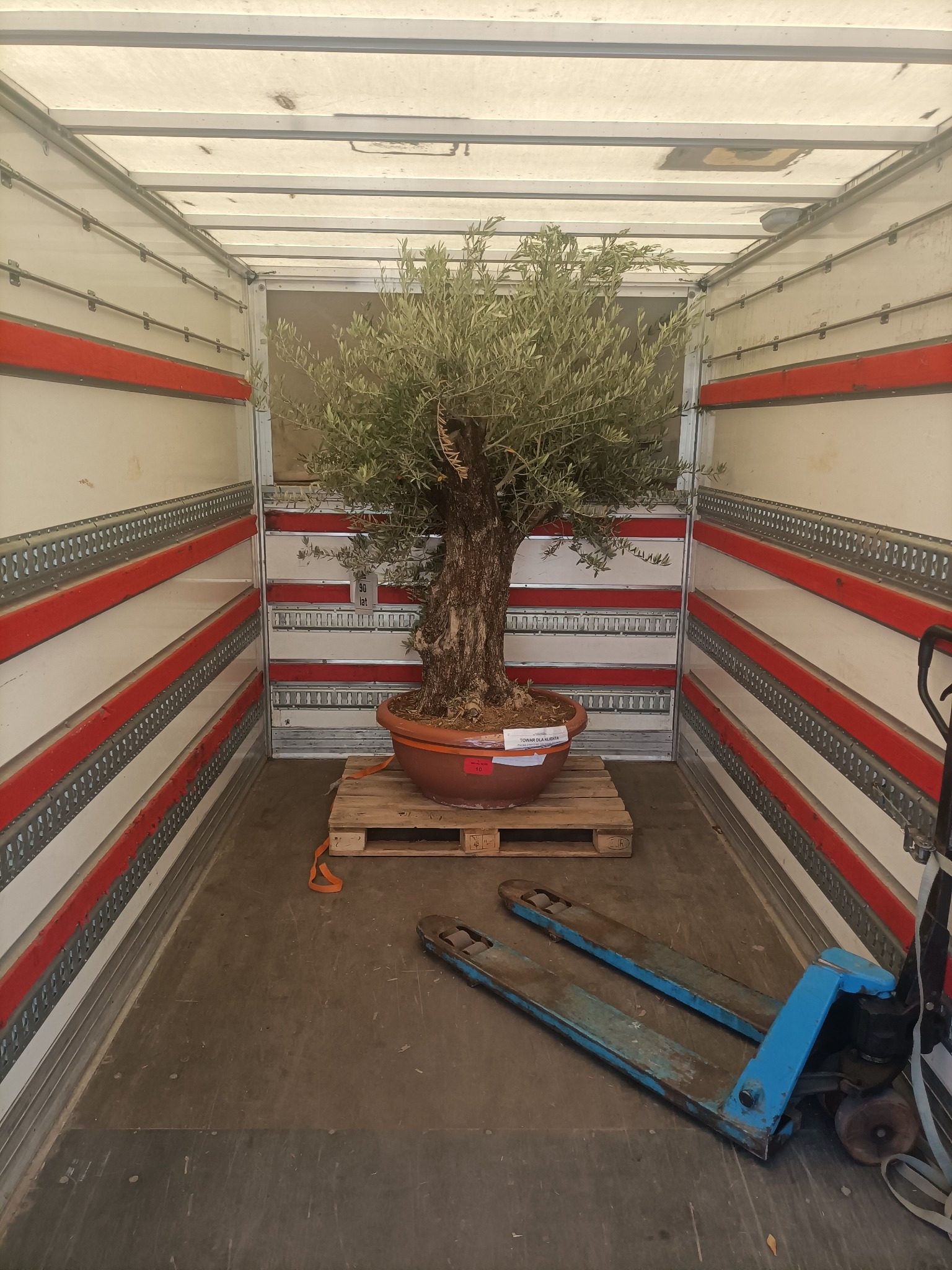 Drzewko oliwne w donicy, zabezpieczone na palecie wewnątrz przestrzeni ładunkowej busa. W tle widoczne ściany z mocowaniami i wózek paletowy.
