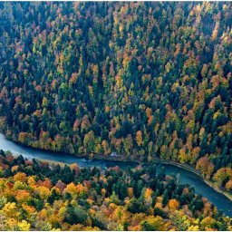 Feniks Tour Agnieszka Kozyra - Panoramiczny widok z lotu ptaka na meandrującą rzekę w głębokim wąwozie, otoczoną gęstym lasem w jesiennych barwach, gdzie dominują odcienie zieleni, żółci, pomarańczy i czerwieni.