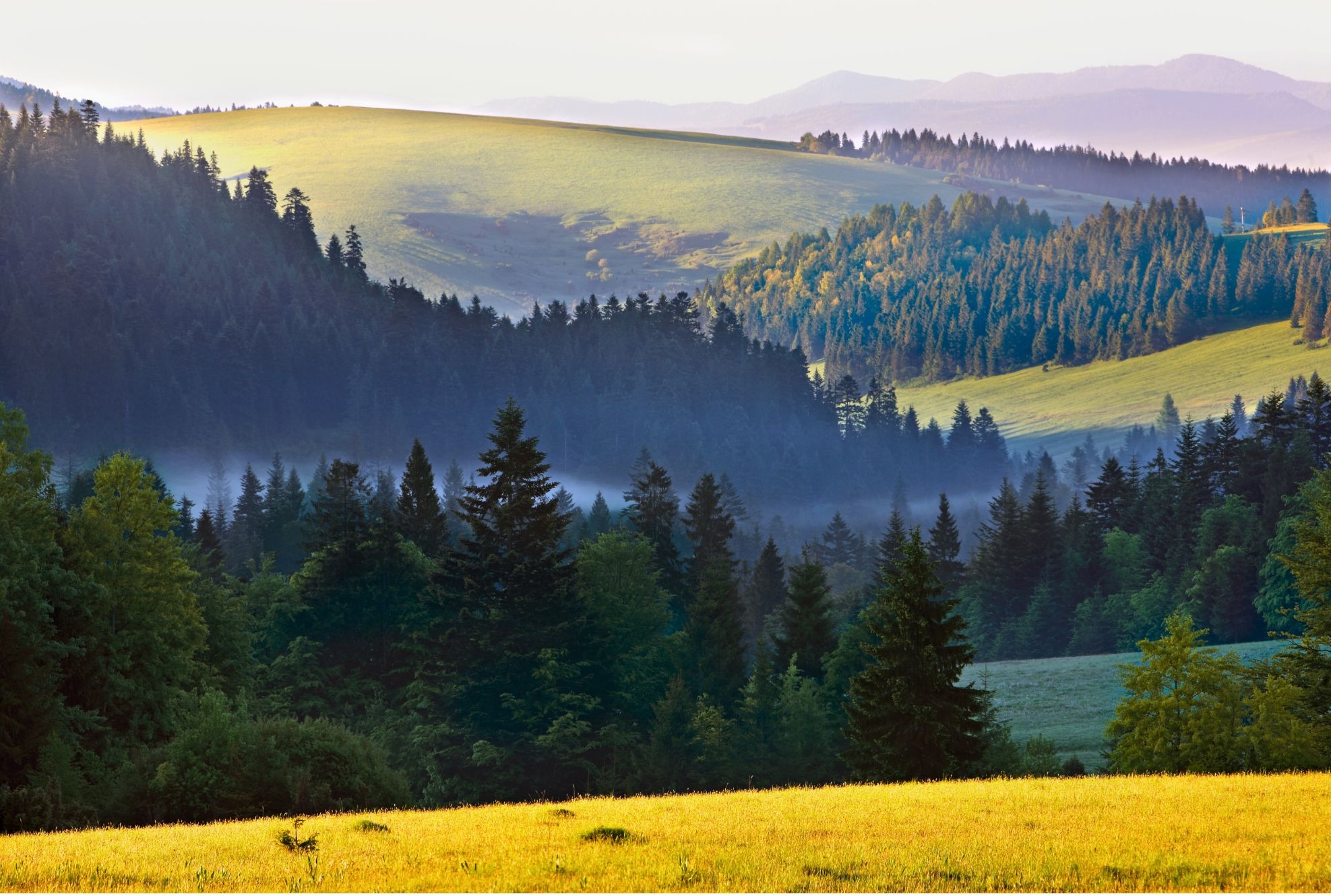 Poranna mgła spowija las iglasty u podnóża wzgórz, oświetlonych ciepłym, wschodzącym słońcem.