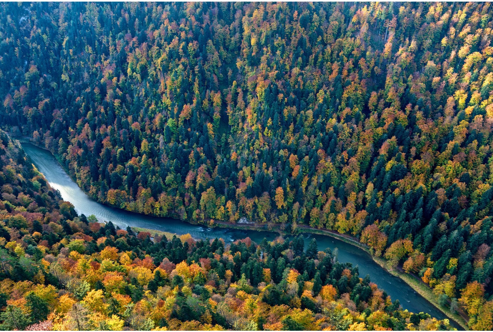 Panoramiczny widok z lotu ptaka na meandrującą rzekę w głębokim wąwozie, otoczoną gęstym lasem w jesiennych barwach, gdzie dominują odcienie zieleni, żółci, pomarańczy i czerwieni.